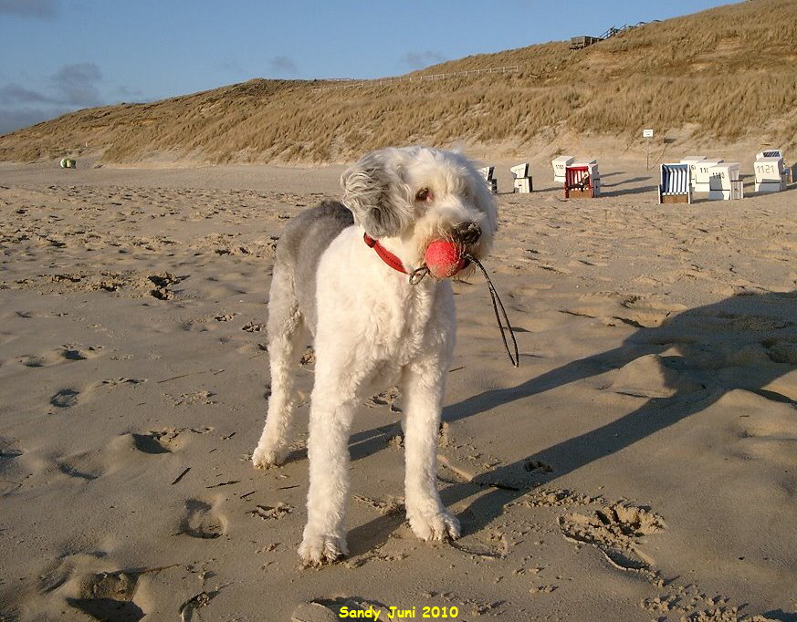 Sandy Juni 2010