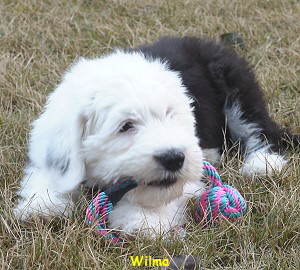 Wilma