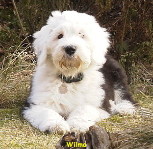 Wilma