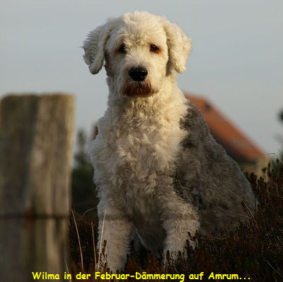 Wilma in der Februar-D�mmerung auf Amrum...