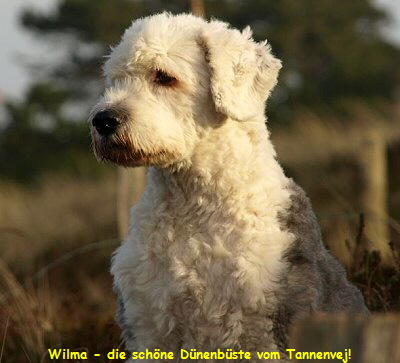 Wilma - die sch�ne D�nenb�ste vom Tannenvej!