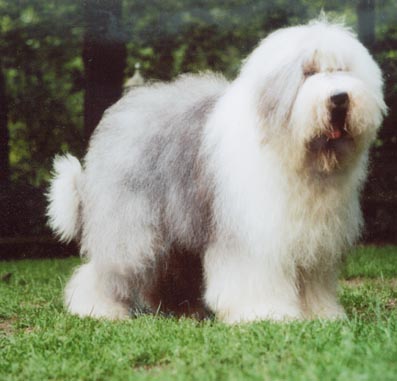 Happa Panda's Nicodemo auf dem Foto 14 Monate alt