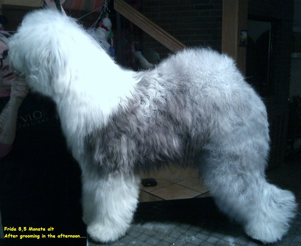 Frida 8,5 Monate alt
  After grooming in the afternoon...