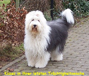 Kisses in ihrer letzten Trchtigkeitswoche