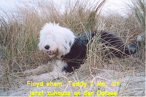 Floyd ehemals Teddy jetzt zuhause an der Ostsee