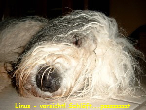 Linus - vorsicht! Schl�ft...psssssssst