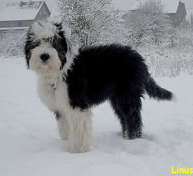 Linus