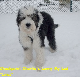 Linus