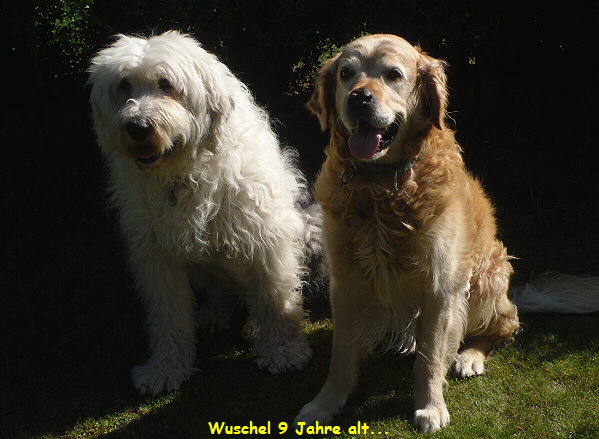 Wuschel 9 Jahre alt...