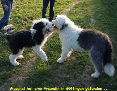 Wuschel hat eine Freundin in G�ttingen gefunden...