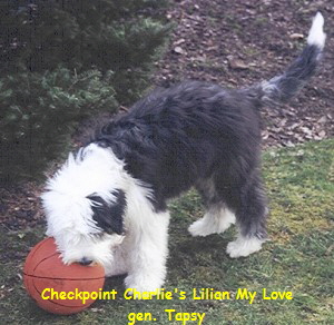 Checkpoint Charlie's Lilian My Love
gen. Tapsy