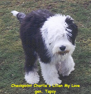 Checkpoint Charlie's Lilian My Love
gen. Tapsy