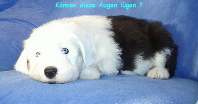 K�nnen diese Augen l�gen ?
