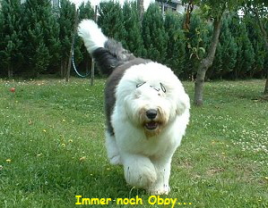 Immer noch Oboy...