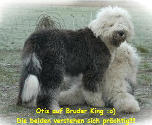 Otis auf Bruder King :o)
Die beiden verstehen sich pr�chtig!!!!