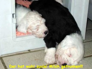 Der hat wohl zuviel Milch getrunken!!!