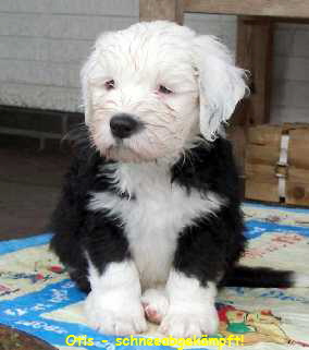 Otis - schneeabgekmpft!