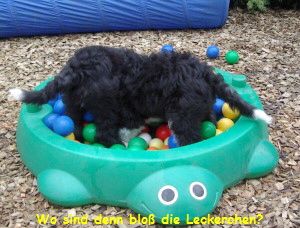 Wo sind denn blo die Leckerchen?