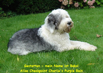 Gestatten - mein Name ist Babs!
Alias Checkpoint Charlie's Purple Rain