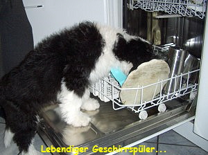 Lebendiger Geschirrspler...