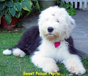 Sweet Poison Pepita...