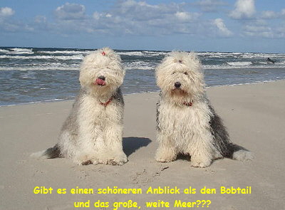 Gibt es einen schneren Anblick als den Bobtail
und das groe, weite Meer???