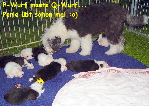 P-Wurf meets Q-Wurf...
 Perle bt schon mal :o)