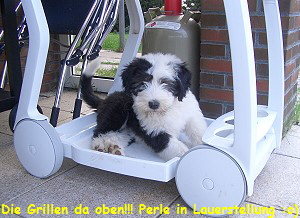 Die Grillen da oben!!! Perle in Lauerstellung :o)