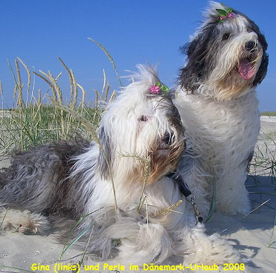 Gina (links) und Perle im D�nemark-Urlaub 2008