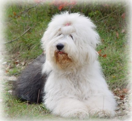 Sweet Kisses im Herbst 2005 - 2 Jahre alt...