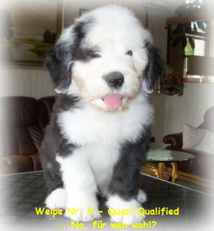 Welpe Nr. 5 - Quasi Qualified
...Na, f�r wen wohl?