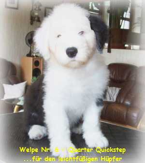Welpe Nr. 6 - Quarter Quickstep
...f�r den leichtf��igen H�pfer