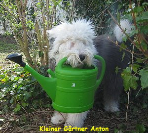 Kleiner G�rtner Anton