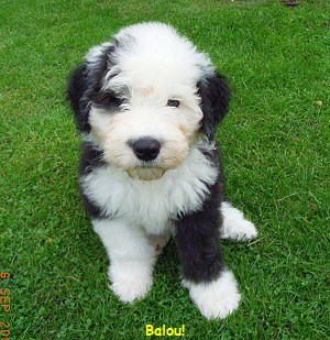 Balou!