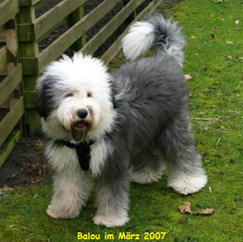 Balou im M�rz 2007
