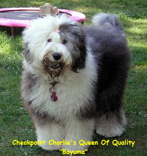 Checkpoint Charlie's Queen Of Quality
