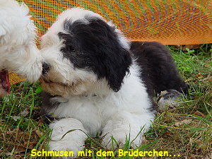 Schmusen mit dem Br�derchen...