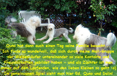Quno hat dann auch einen Tag seine Familie besucht...
Ich finde es wundervoll, da� sich durch meine Mail-Gruppe
der Welpenk�ufer untereinander so viele Kontakte und
Freundschaften gebildet haben - und als Z�chter ist man
immer auf dem Laufenden, wie den lieben Kleinen so geht :o)
Im gemeinsamen Spiel sieht man hier Ed, Quno und Dalin!