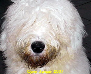 Quno Januar 2007
