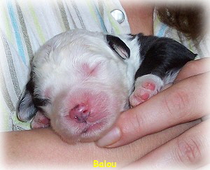 Balou