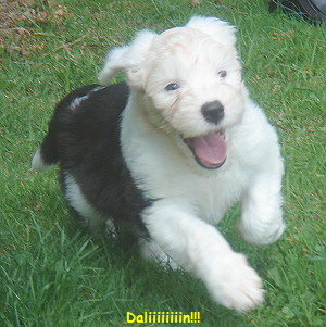Daliiiiiiiin!!!