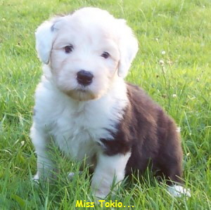 Miss Tokio...