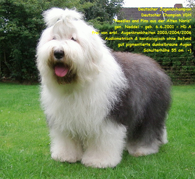 Deutscher Jugendchampion  
Deutscher Champion VDH  
