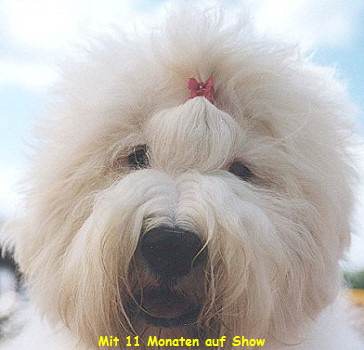 Kopfstudie Show Neumnster 2002