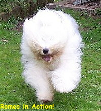 Romeo in Action!