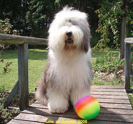 Loke im Sommer 2008