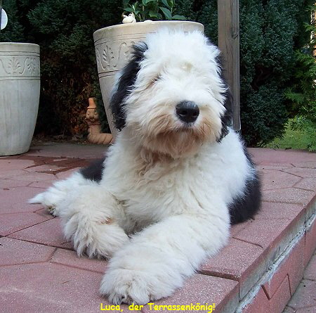 Luca, der Terrassenk�nig!