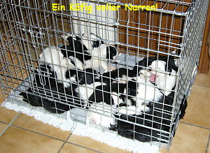 Ein K�fig voller Narren!