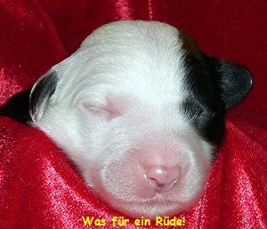 Was f�r ein R�de!