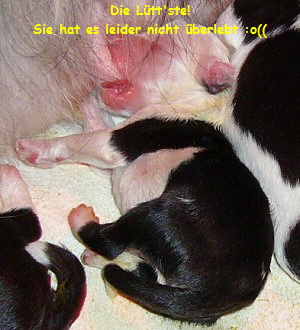 Die L�tt'ste!
Sie hat es leider nicht �berlebt :o((